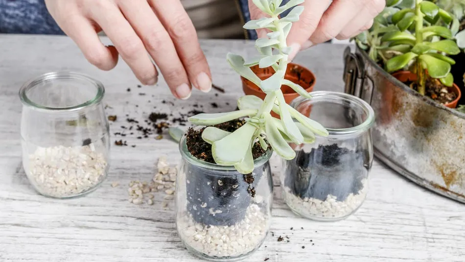 kur panaudoti žvakių indelius